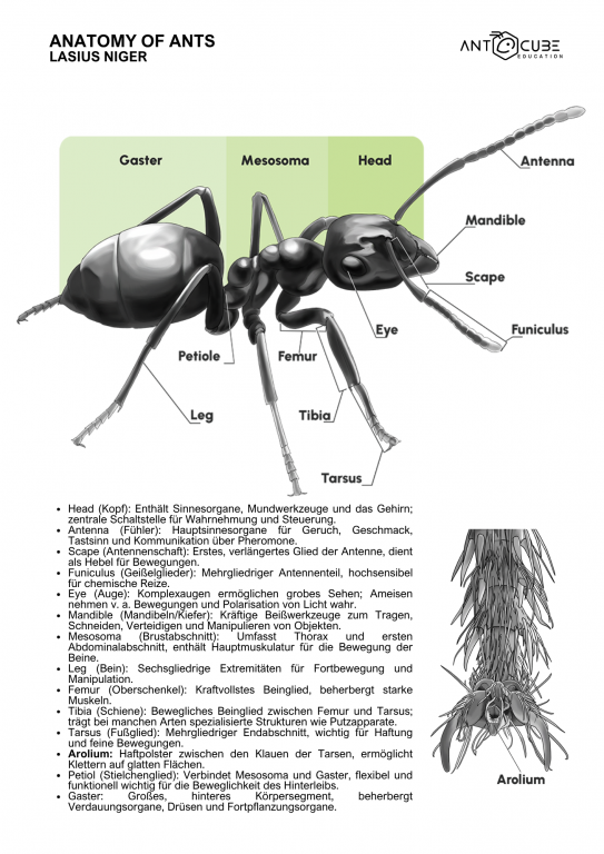 Poster - Anatomy of Ants - Lasius niger - 50x70